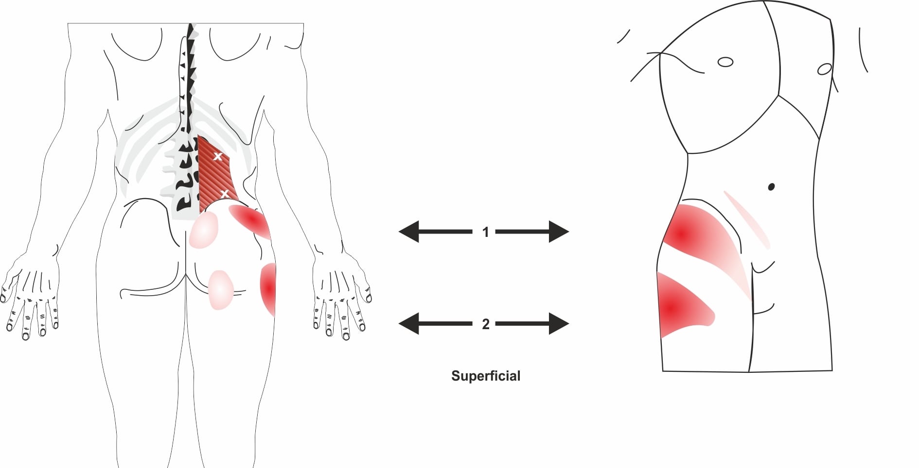 Joint Pain Spine Plus